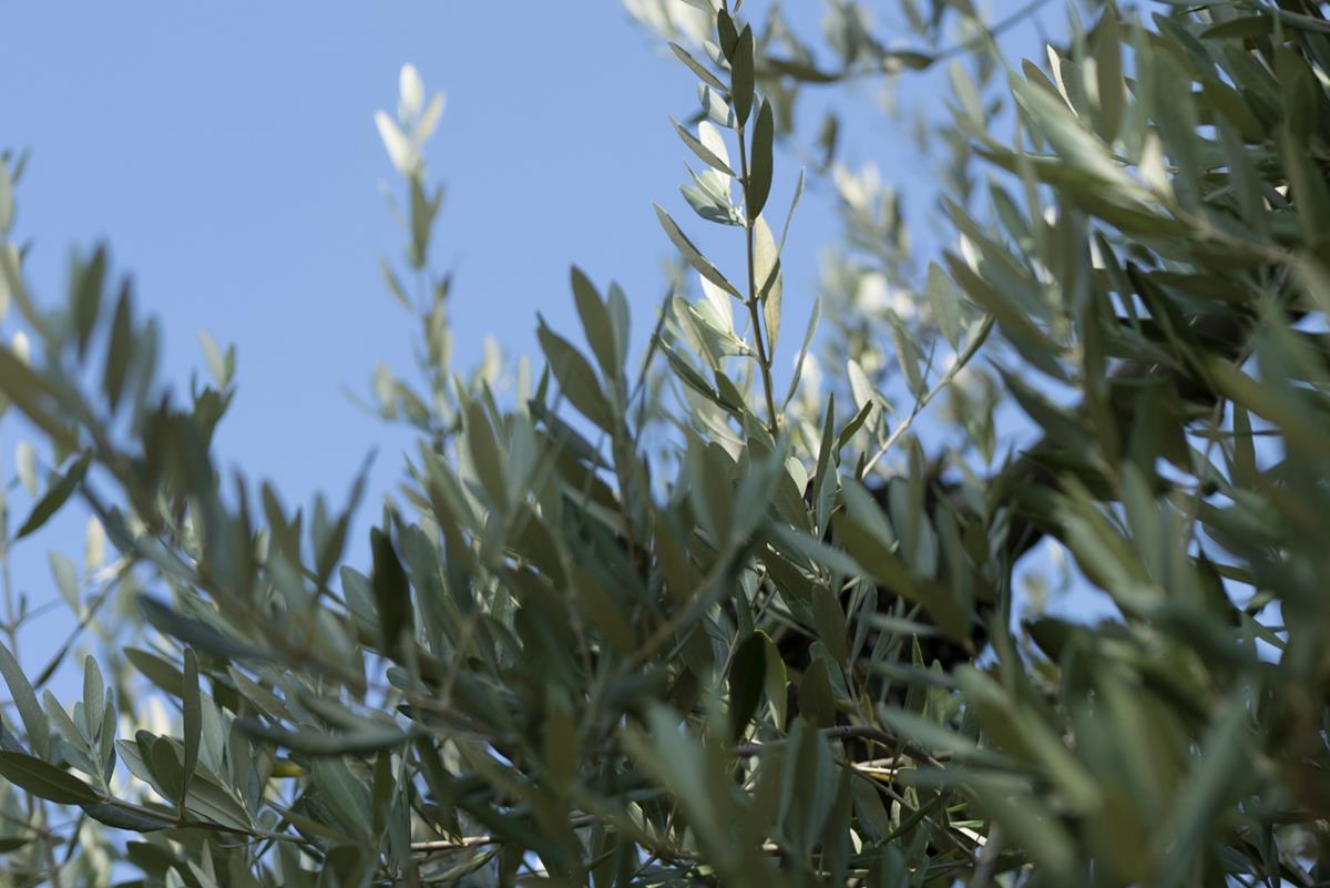 Extra Virgin Olive Oil Production